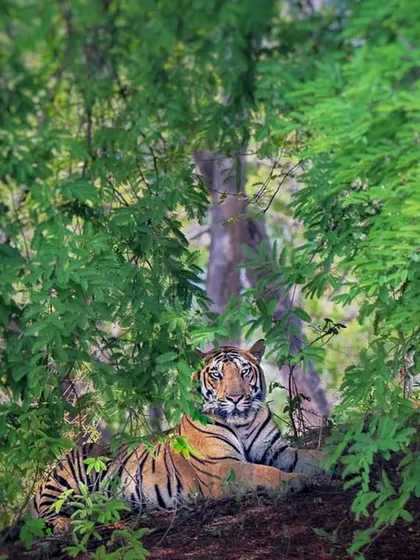 A tiger, known as Shola, rests under the cool canopy of Satpura's forest. This shot emphasizes the critical link between the tiger and its habitat; protecting the forest is the only way to protect the stripes.