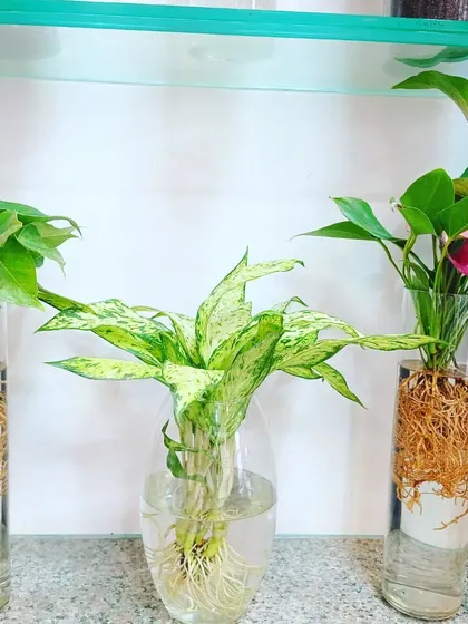 Three different plants, including Anthurium and Aglaonema, growing hydroponically. You can see their healthy, clean roots, which is a sign of a well-maintained plant.