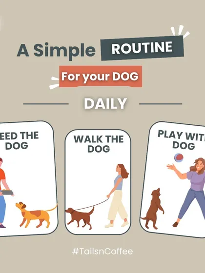 A simple daily routine is the foundation of a happy dog's life. This graphic breaks it down to the three most important things: feeding them nutritious meals, walking them for exercise, and playing with them for bonding.