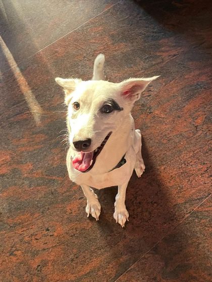 Petaholics - Pet Boarding & Daycare Meet the Pack photo 10