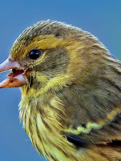 A close-up of a Yellow-breasted Greenfinch with its beak open. The shot captures the texture of its tongue and the vibrant yellow and green of its plumage.
