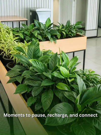 Long wooden planters filled with Peace Lilies and Variegated Screw Pine create natural partitions in this open-plan office. These green barriers offer moments to pause, recharge, and connect with nature during the workday.