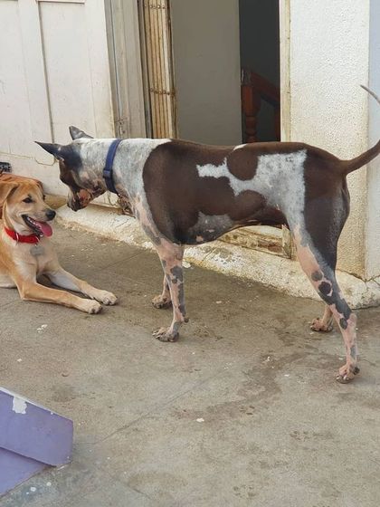 The Urban Dawg - Dog Training & Behavior Modification The Art of Socialization: Learning in a Pack photo 37