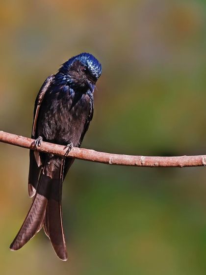 A Bronzed Drongo rests on a curved branch. The shot showcases its forked tail and the glossy, metallic sheen of its plumage in the sunlight.