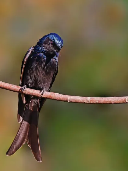 A Bronzed Drongo rests on a curved branch. The shot showcases its forked tail and the glossy, metallic sheen of its plumage in the sunlight.