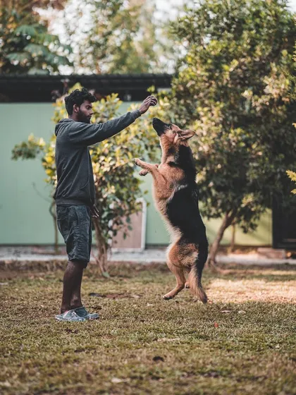 A quick training moment with this beautiful German Shepherd. I mix in light, positive training to keep the dogs mentally stimulated during their boarding stay.