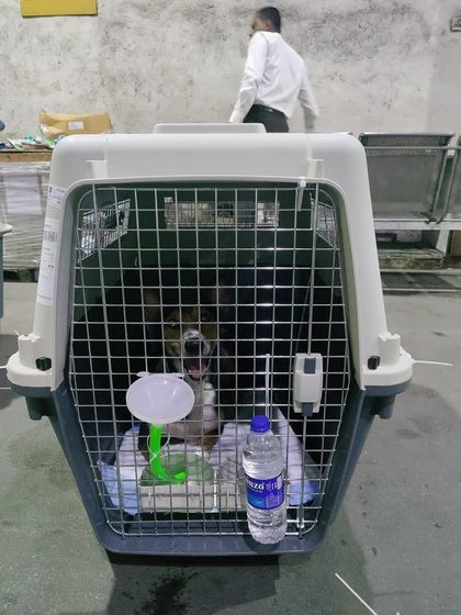 Global Paws: Asia, Africa & Beyond photo 5