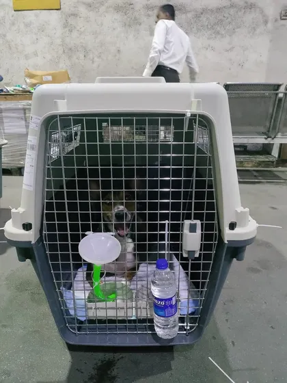 A close-up of Robert, happy and secure in his IATA-compliant travel crate. Our team ensures every detail is perfect, from the absorbent matting to the secure water dish, for a safe trip.