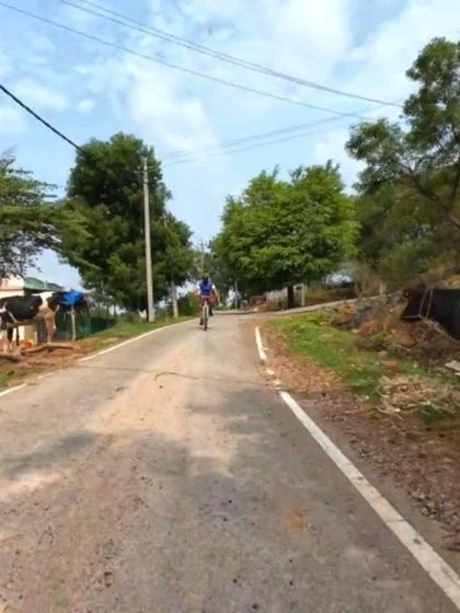 A cyclist rides past cows on a village road. Our tours offer an authentic glimpse into the rural life surrounding Bangalore.