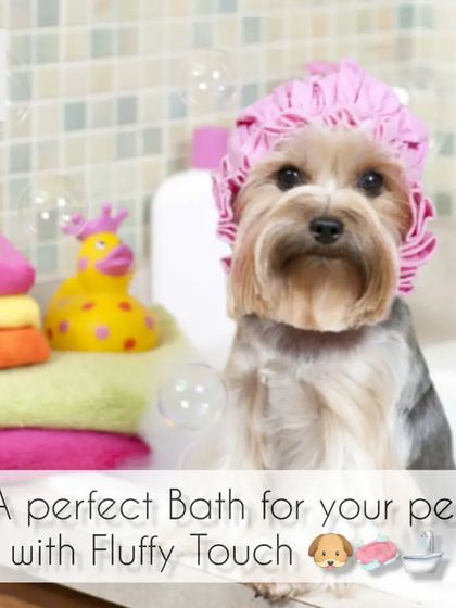 A perfect bath for your pet includes all the fun stuff, like a rubber ducky! I create a positive and playful environment for your dog.