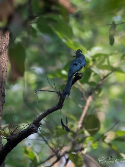 A Greater Racket-tailed Drongo, known for its amazing mimicry skills and long tail "rackets".