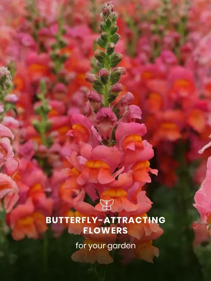 Snapdragons, with their unique shape and alluring scent, are a butterfly magnet. These tall spikes of color add vertical interest to any garden bed.