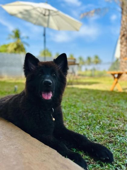 The Pawsome Camp - Dog Park & Pool Pawsome Portraits photo 48