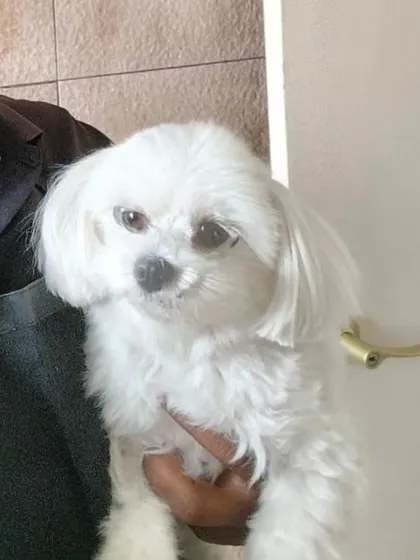 Holding a freshly groomed Maltese, looking clean and bright. My goal is always a happy pet and a happy pet parent.