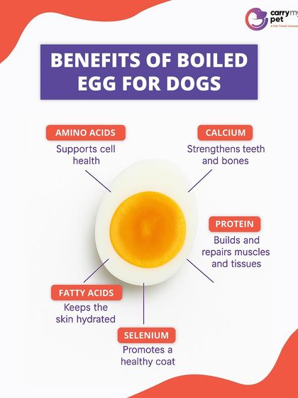 CarryMyPet - Pet Travel & Parenting Consultation Pet Parenting & Wellness photo 14