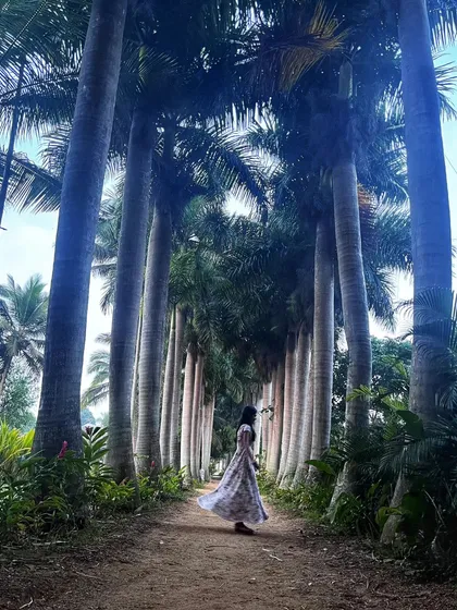 Walking through a majestic alley of palm trees. The scale and symmetry of nature often inspire patterns and compositions in my artwork.