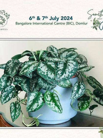 The Scindapsus pictus, or Satin Pothos, has beautiful velvety leaves with silvery markings. It's a trailing plant that looks stunning in a simple pot, adding texture and elegance to a shelf or table.