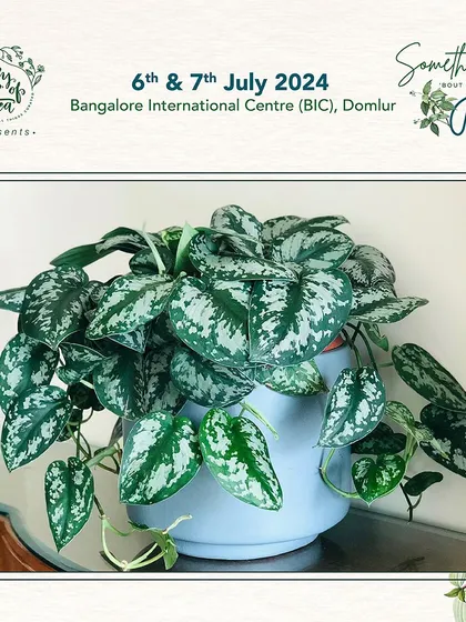 The Scindapsus pictus, or Satin Pothos, with its silver-splashed leaves, looks stunning in this simple blue pot. We focus on providing seeds and plants of the highest quality.