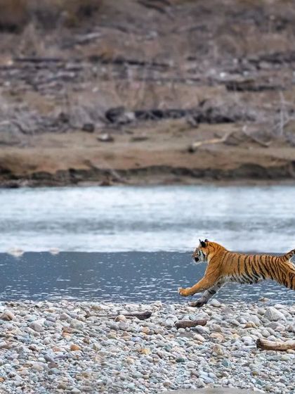 I was lucky to witness and document this entire hunting sequence at the Ramganga River in Corbett. A tigress spots her prey, dives into the river, and makes a successful kill, a raw display of instinct and power.