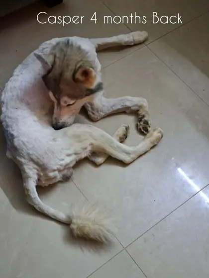 This was Casper, four months ago. A Husky with a severe skin condition, shaved and looking defeated.