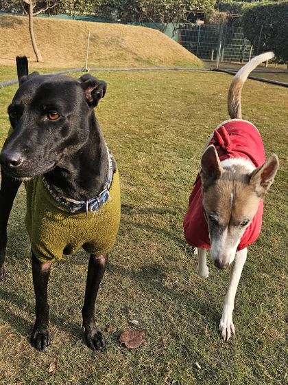 A black Indie and a friend in a red sweater taking a break from their run.