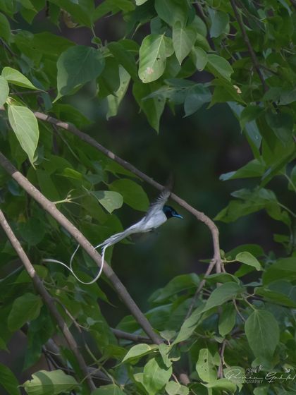 An Indian Paradise Flycatcher (white morph male) in flight through the trees at Rajaji Tiger Reserve.