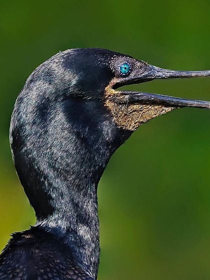 A portrait of an Indian Cormorant with its beak open. The shot highlights its bright blue eye and the yellow gular pouch at the base of its beak.