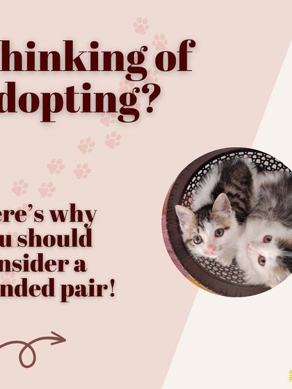 Thinking of adopting? Here’s why you should consider a bonded pair. They provide each other with comfort, enrichment, and a lifetime of friendship.