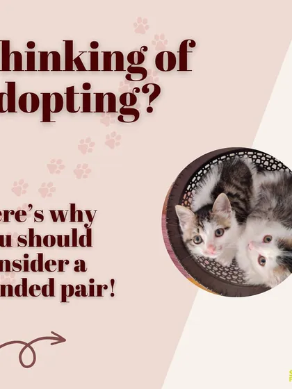 Thinking of adopting? Here’s why you should consider a bonded pair. They provide each other with comfort, enrichment, and a lifetime of friendship.