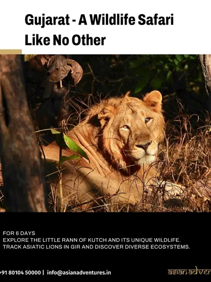 A male Asiatic Lion rests in the shade of the Gir forest, a rare sight found only in Gujarat. We are proud to offer specialized tours to see this endangered species, contributing to its conservation.