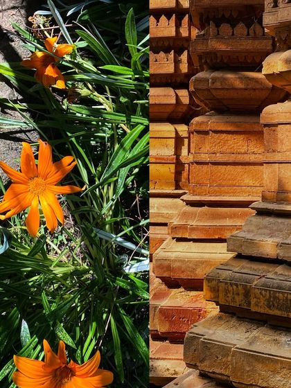 Chasing sunlight. Bright orange flowers and the textured wall of a temple, both glowing in the sun.