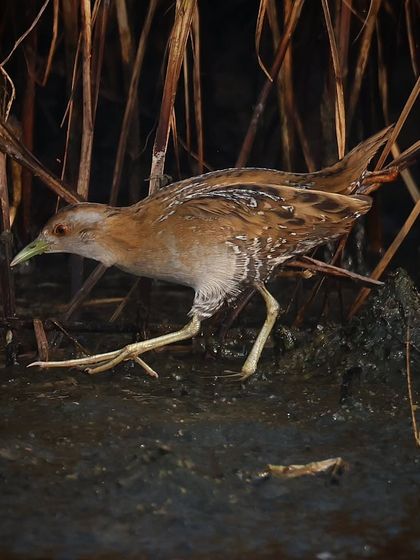 Waders, Ducks & Waterbirds photo 9