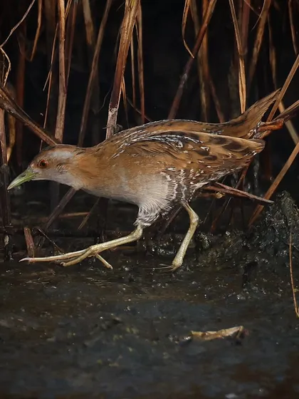 The Baillon's Crake, or Marsh Crake, is an uncommon migratory species in both Singapore and Mumbai, where I photographed this juvenile. These birds are incredibly secretive, so catching this one foraging in the open was a rare treat.