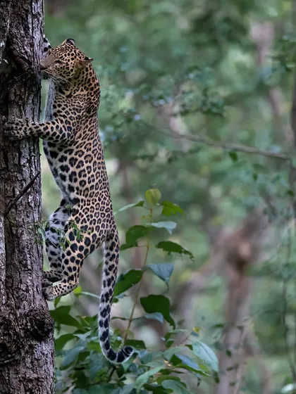 A leopard climbing a tree in Kabini. Capturing this vertical movement and agility requires fast shutter speeds and quick reflexes, skills we practice on my field workshops.