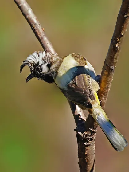 A White-crested Himalayan Bulbul with a magnificent crest is perched on a forked branch. The bird is calling, adding a dynamic element to the scene.