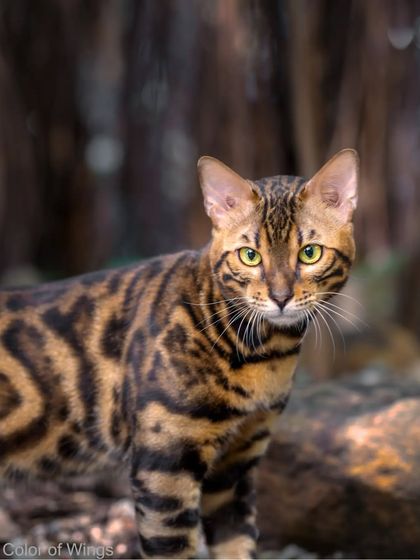 A portrait of Benji the Bengal, looking directly at the camera. His intelligent gaze and beautiful rosette patterns make for a powerful and captivating image.
