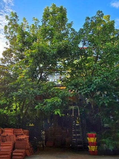The front of our house is almost completely hidden by trees and plants. We have even stacked the roofing tiles we removed from the terrace here, which will be repurposed in the garden.