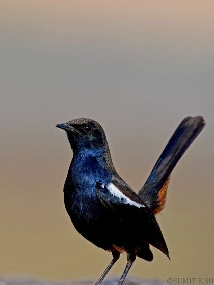 Standing tall! A male Indian Robin, a common bird whose beauty is often overlooked. Its glossy blue-black plumage is stunning up close.