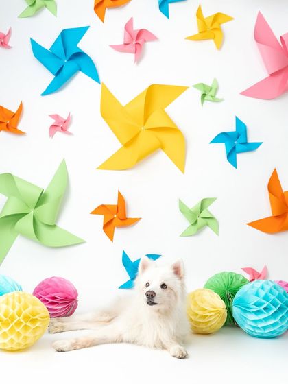 Rohit - Commercial Pet Product Photography Creative & Themed Campaigns photo 4