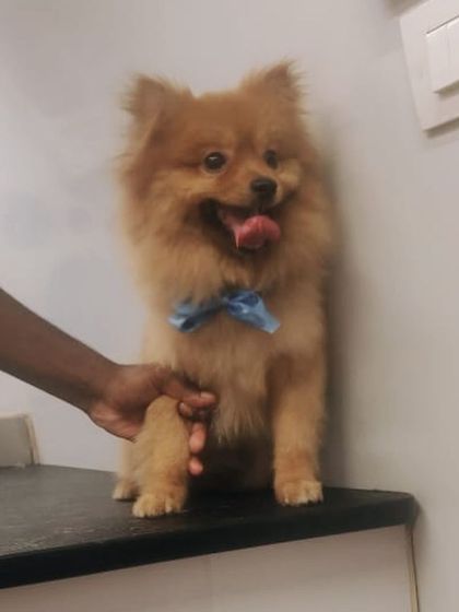 This Pomeranian is ready for a paw-shake after its grooming session. Such a handsome little doggo!