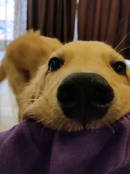 Aditi - In-Home Pet Sitting Meet the Whole Gang photo 12