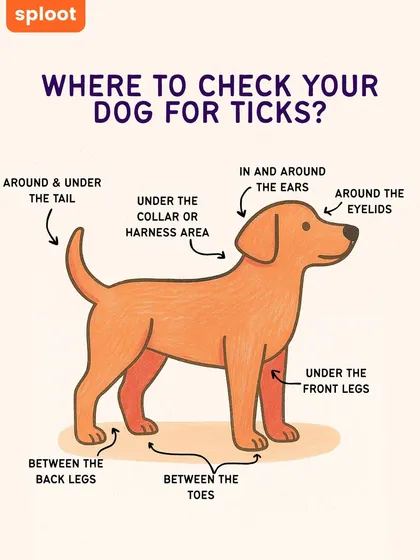 Ticks love to hide in warm, cozy spots. Here's a quick visual guide on where to check your dog for ticks after every single walk, especially during peak season.