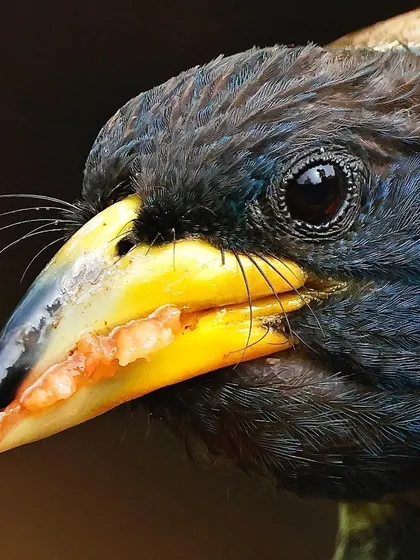 An extreme close-up of a Great Barbet's head. The detail is so fine that you can see the texture of the fruit inside its beak and the individual bristles around it.