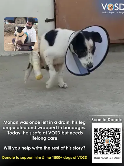 Mohan was found abandoned in a drain after his leg was amputated. Today, he is safe with us but requires lifelong care. We are committed to providing for our special needs dogs, ensuring they live with dignity, no matter their physical challenges.