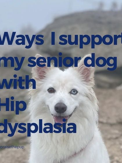 This series shows the different ways I support my senior dog, Candy, who has hip dysplasia. It's a multi-faceted approach focusing on environment, diet, and exercise.
