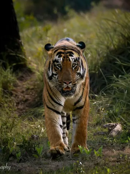 This is the moment I live for. The forest is quiet, and then, a tiger emerges, walking with a presence that fills the air. Capturing this direct gaze is about patience and a silent conversation, a connection I feel with these magnificent Panthera tigris.