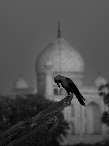 A crow perches on a branch, creating a stark silhouette against the blurred backdrop of the Taj Mahal in this moody black and white photograph.