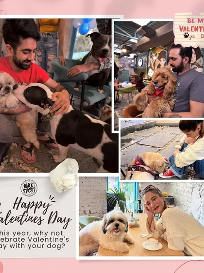 A collage showing happy Valentine's Day moments. Our cafe is a place to celebrate love of all kinds, especially the furry kind.