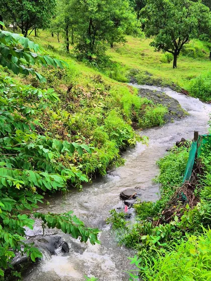 A small stream flowing through the lush landscape during our nature walk. These moments of connection with the natural world are an integral part of my retreat experience.