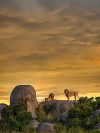 Fine Art Wildlife Prints